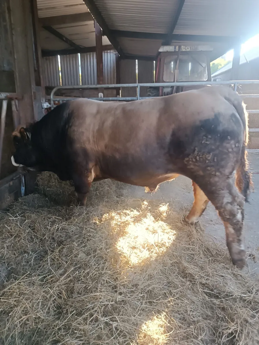 Purebred Aubrac Bulls - Image 3