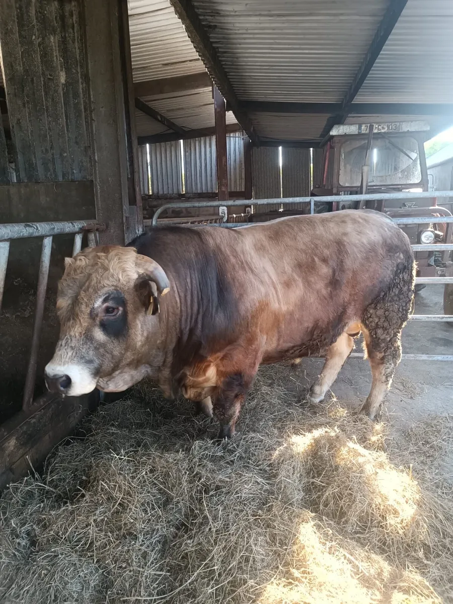 Purebred Aubrac Bulls - Image 1