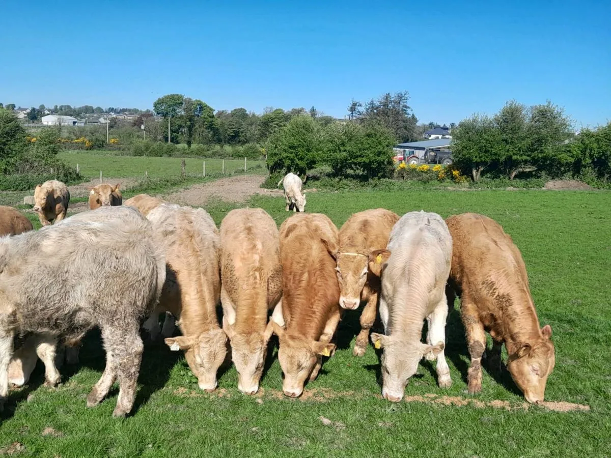 14 Smashing Charlaois bullocks - Image 2