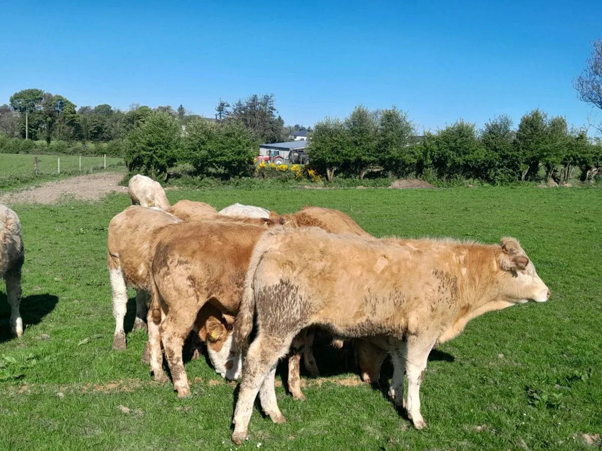 14 Smashing Charlaois bullocks - Image 3