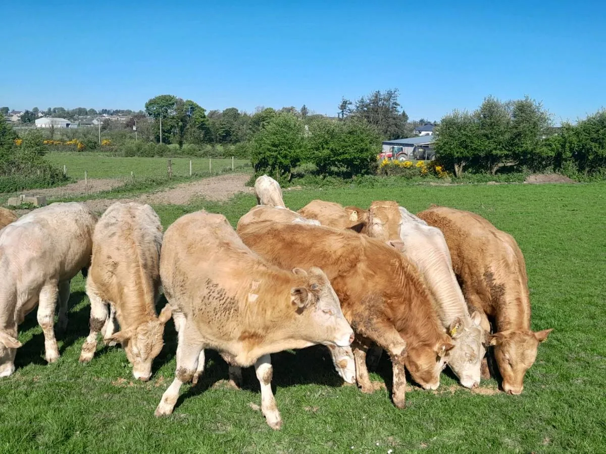 14 Smashing Charlaois bullocks - Image 4