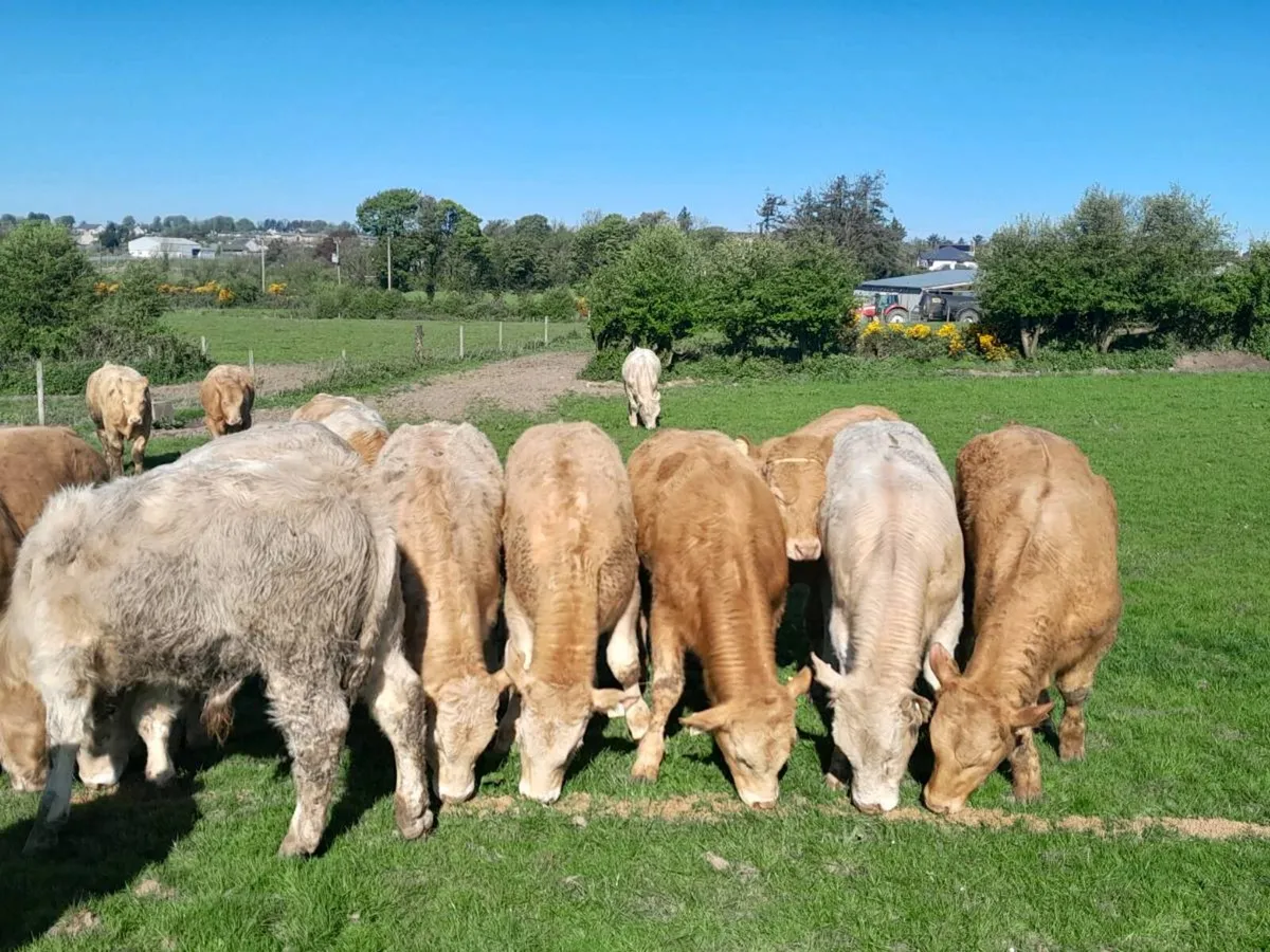 14 Smashing Charlaois bullocks - Image 1