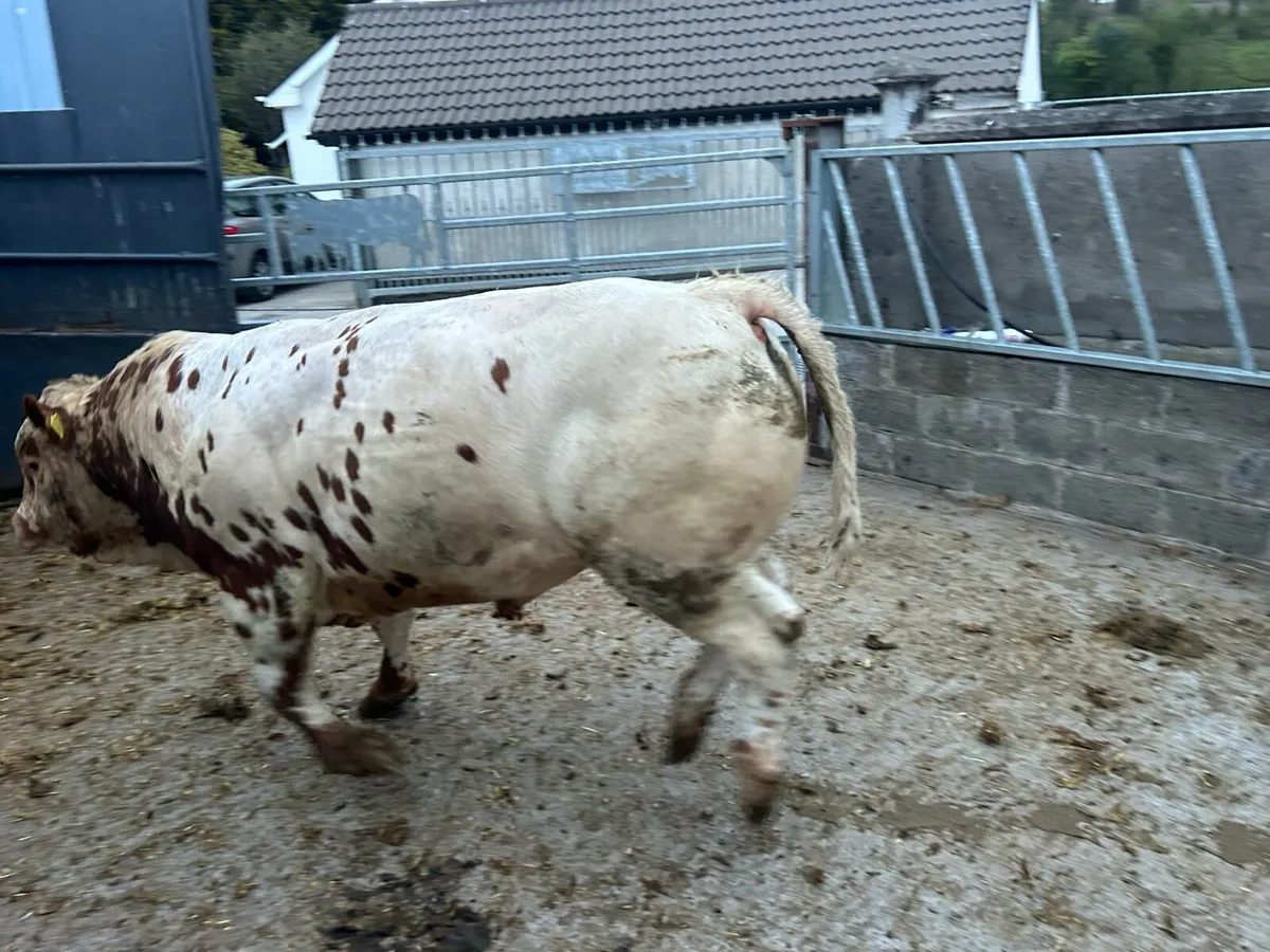 Hybrid bull - Image 3