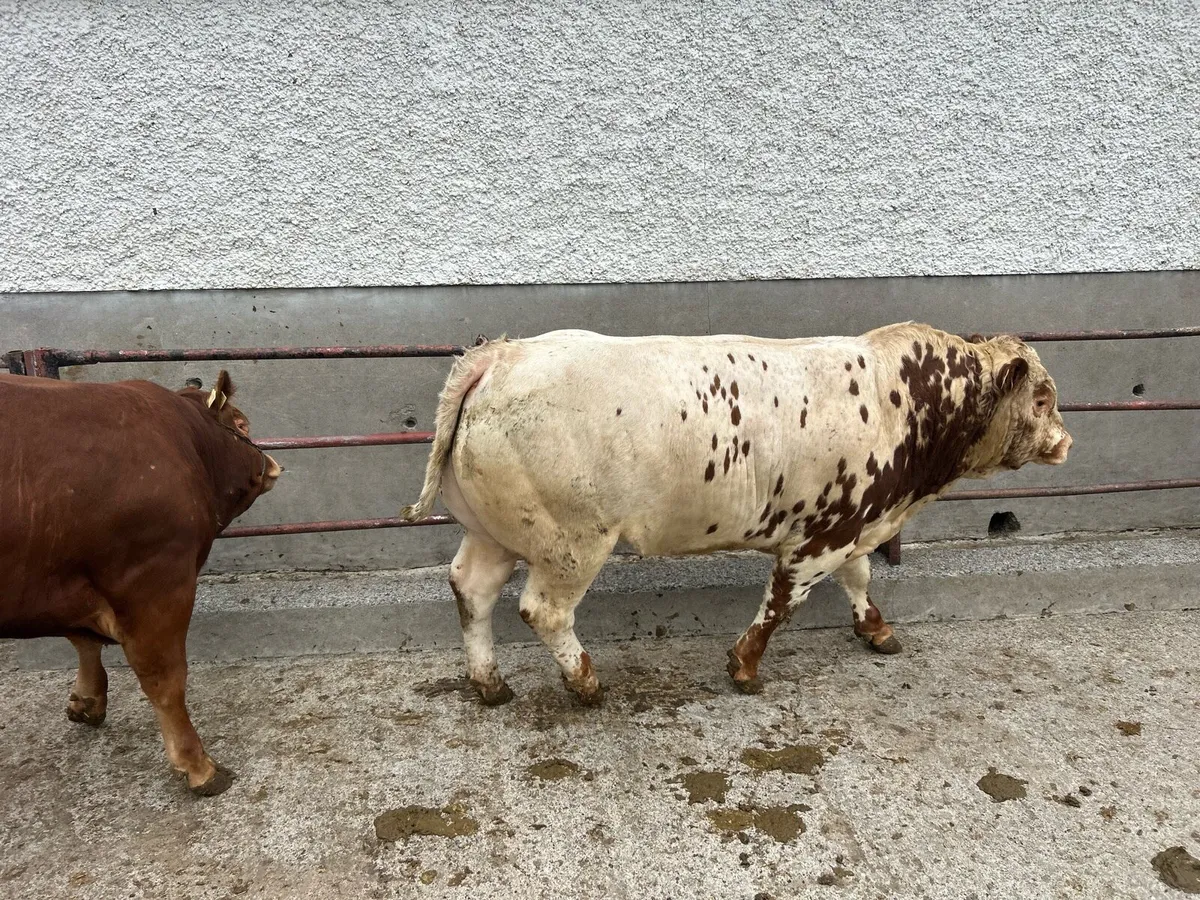 Hybrid bull - Image 2