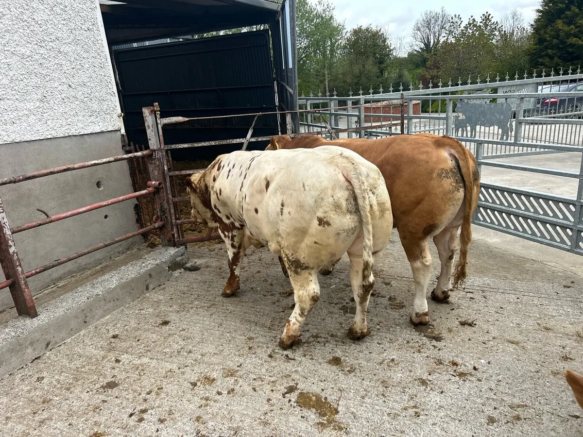 Hybrid bull - Image 1