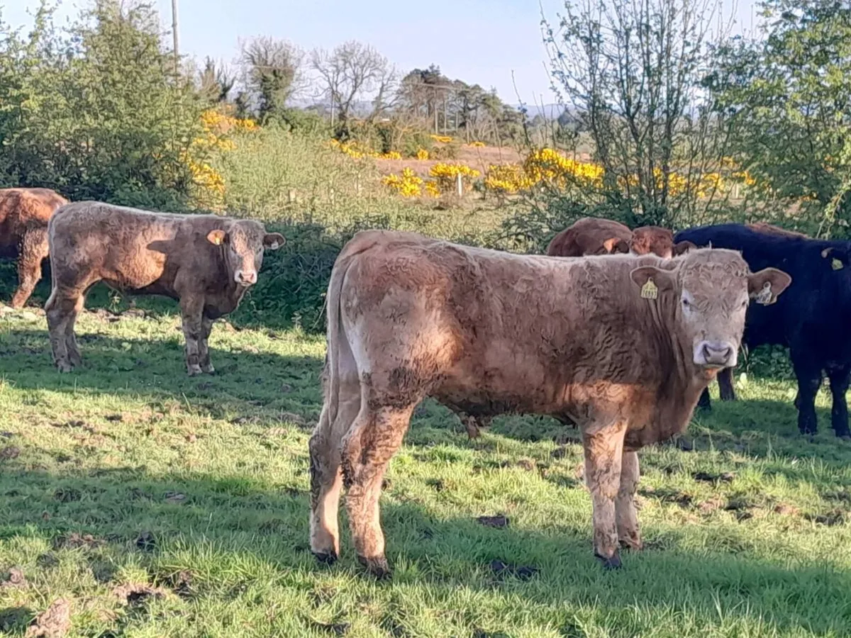 9 Smashing Store Bullocks 400kgs - Image 1