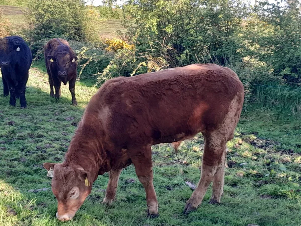 9 Smashing Store Bullocks 400kgs - Image 2