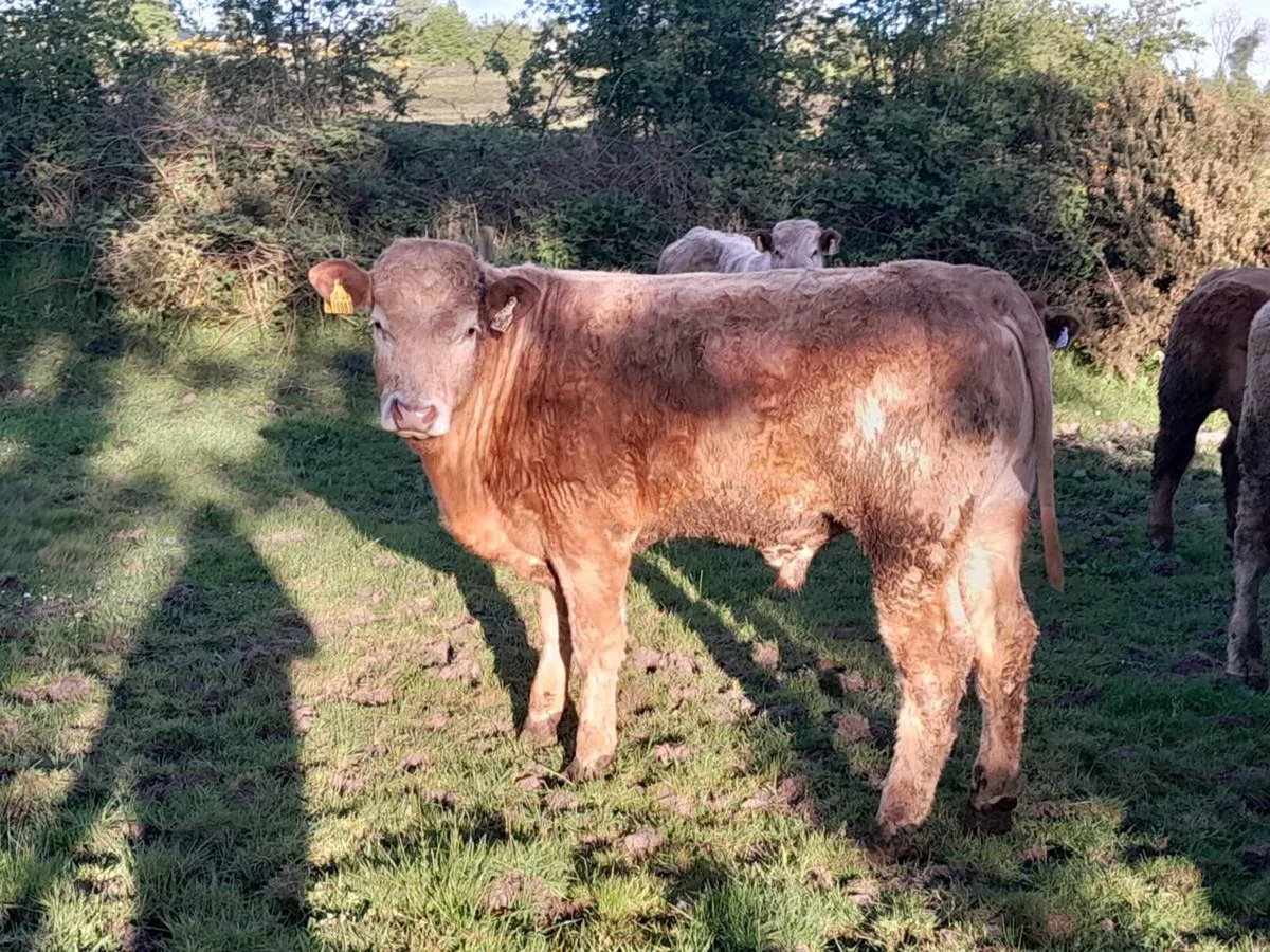 9 Smashing Store Bullocks 400kgs - Image 3