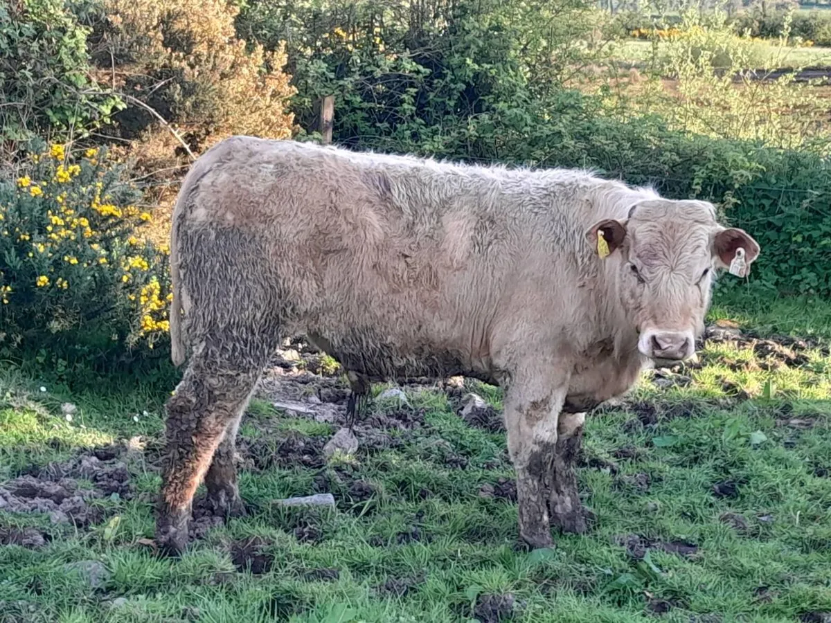 9 Smashing Store Bullocks 400kgs - Image 4