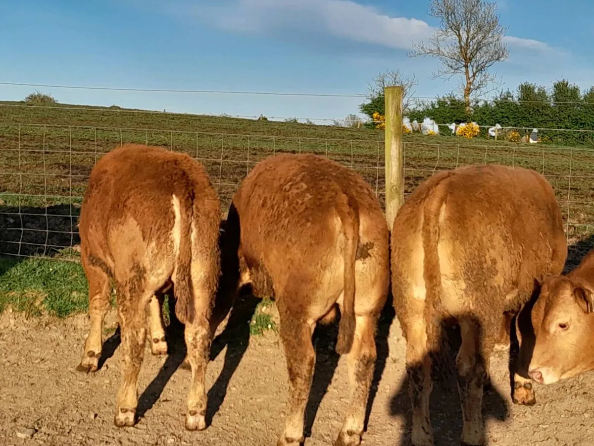 9 Smashing U Grade limousine bullocks - Image 4