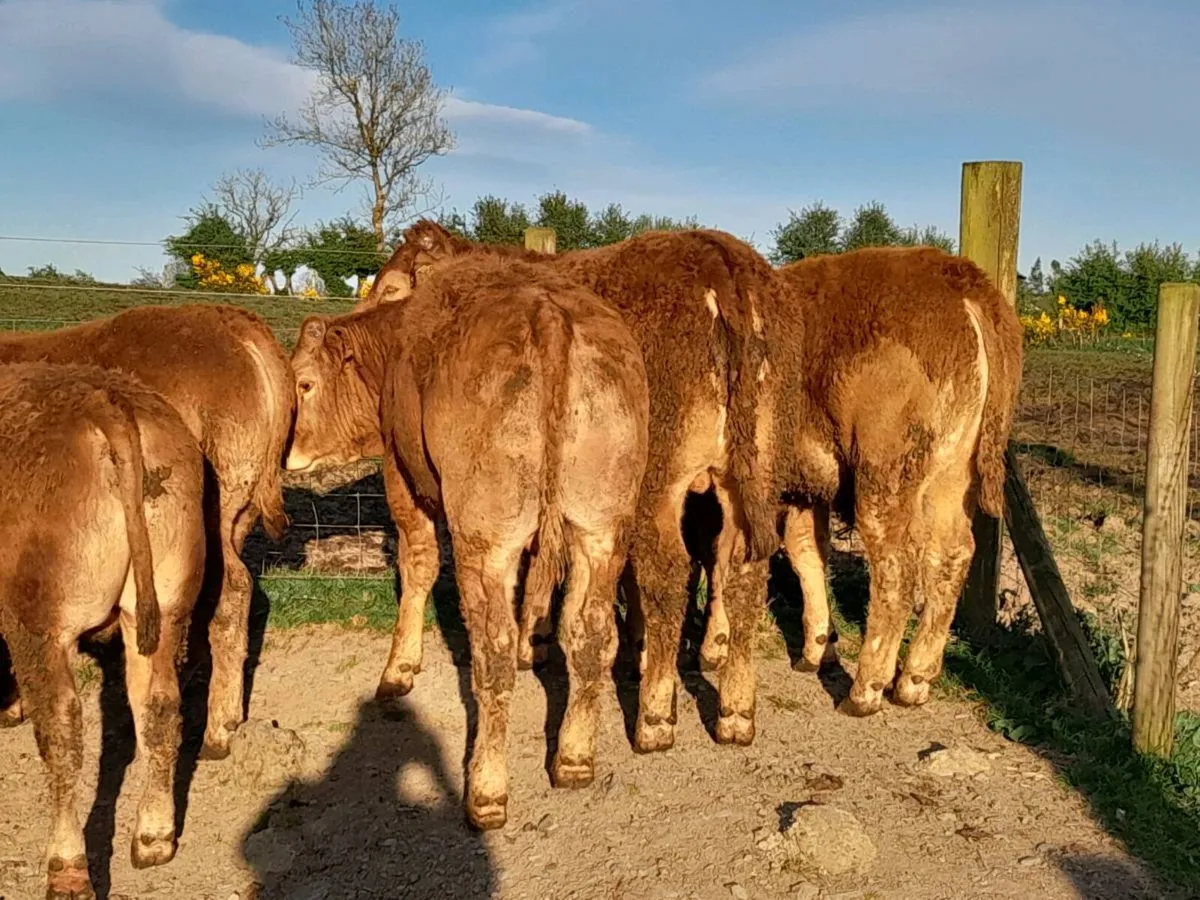 9 Smashing U Grade limousine bullocks - Image 1