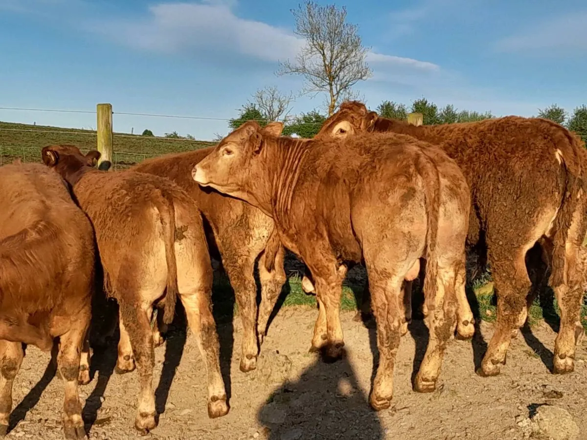 9 Smashing U Grade limousine bullocks - Image 2