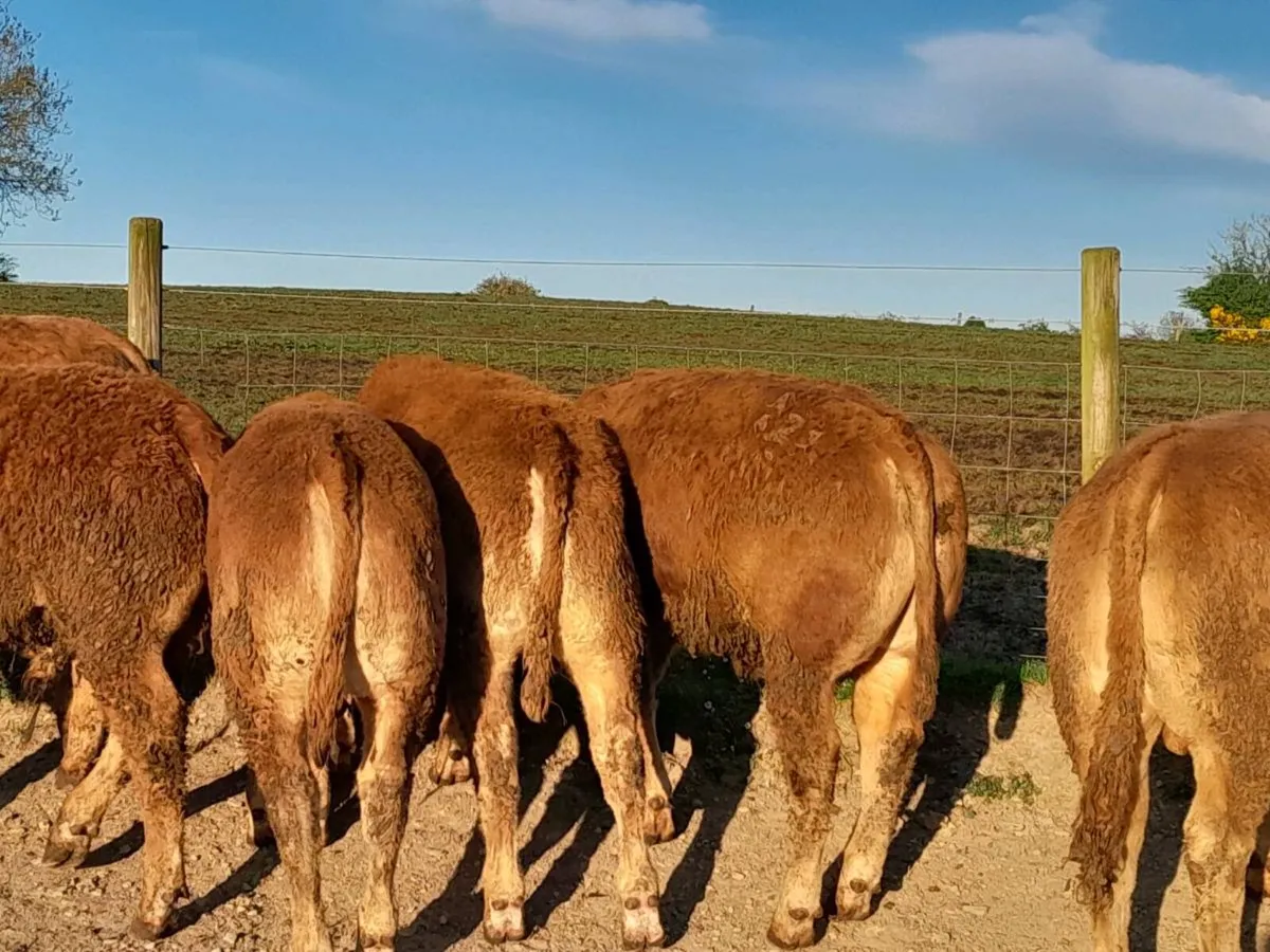 9 Smashing U Grade limousine bullocks - Image 3