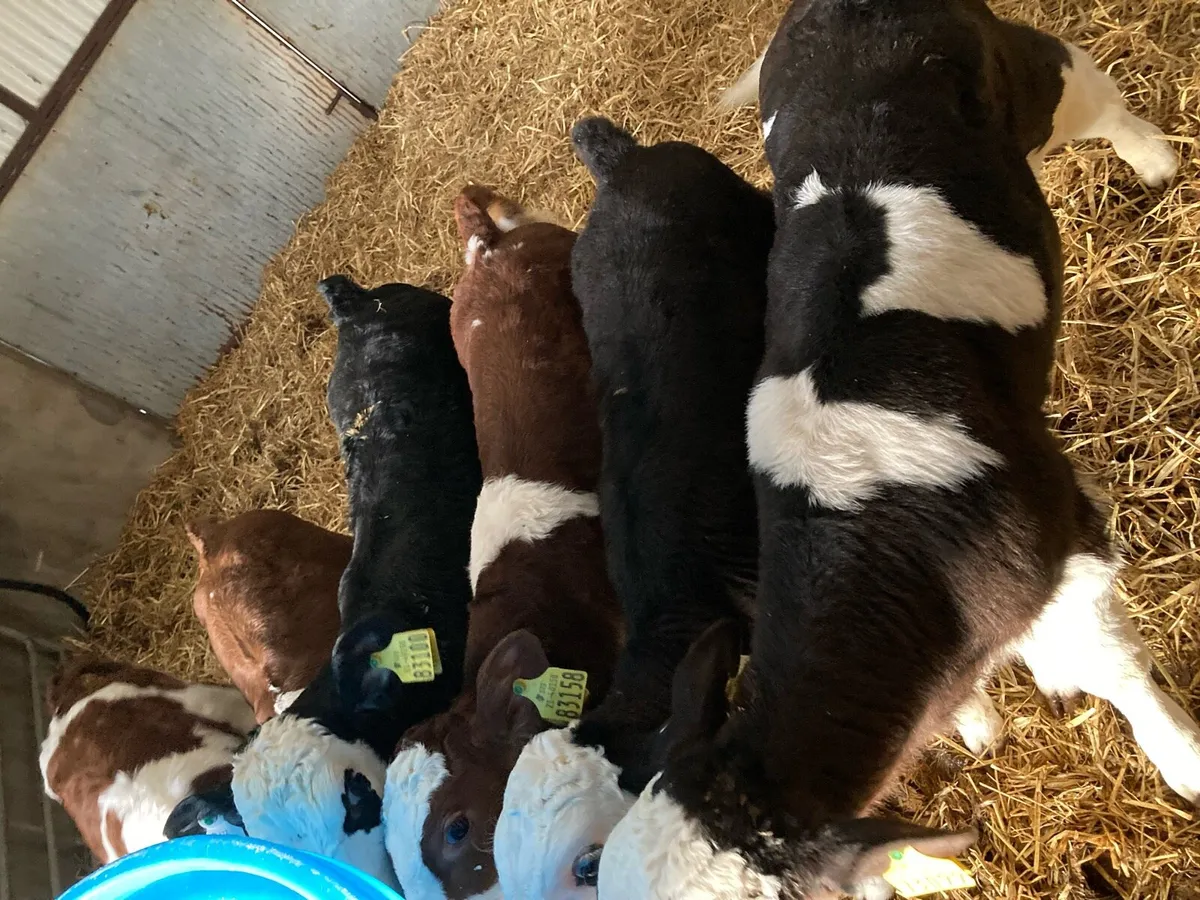 Hereford Calves - Image 1