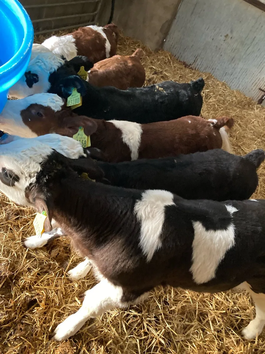 Hereford Calves - Image 2