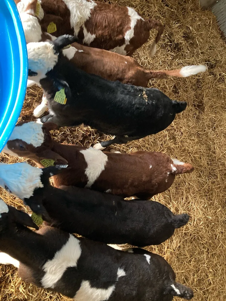 Hereford Calves - Image 3