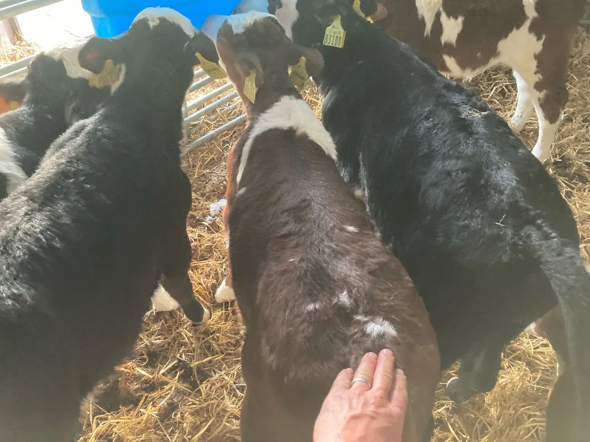 Hereford Calves - Image 4