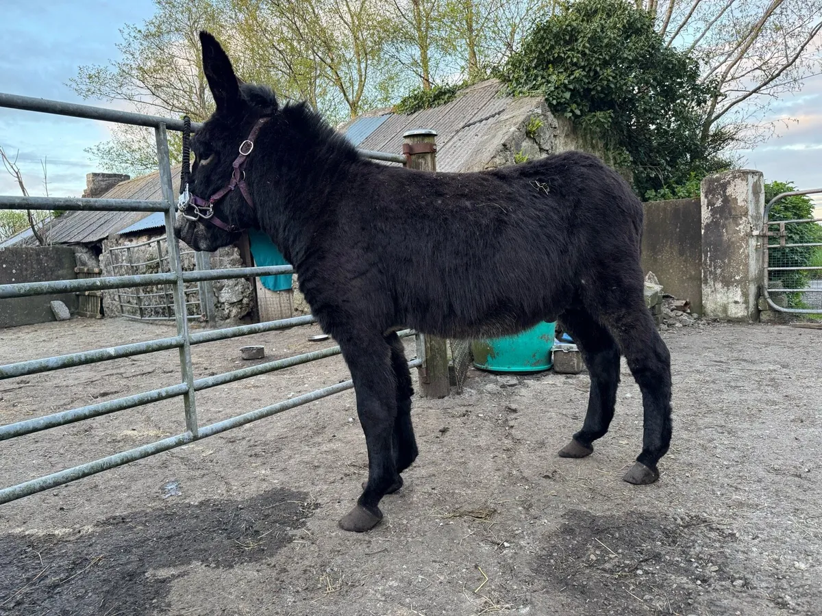 Jack donkey - Image 1