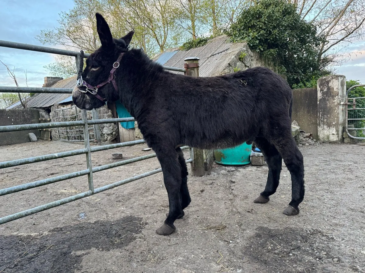 Jack donkey - Image 2