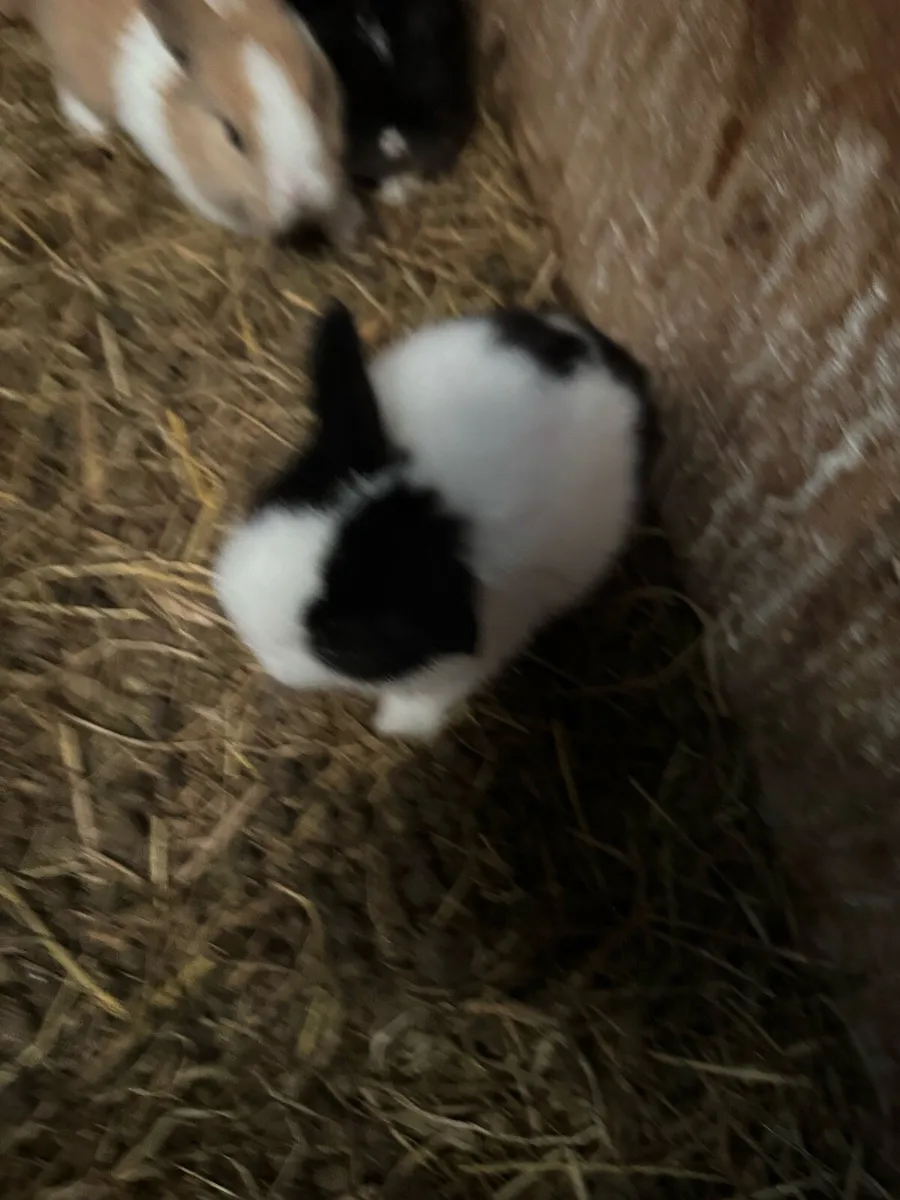 Baby rabbits - Image 4