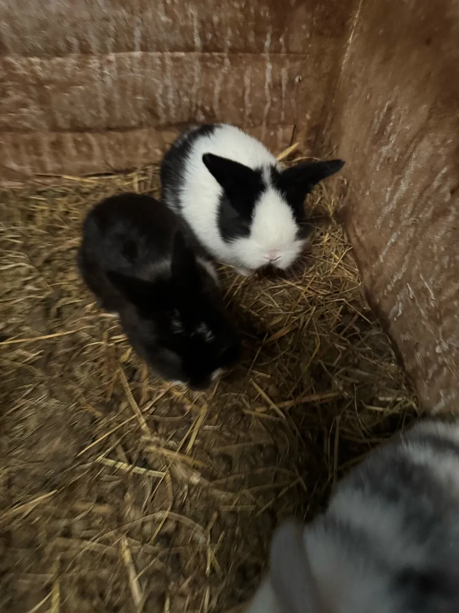 Baby rabbits - Image 1