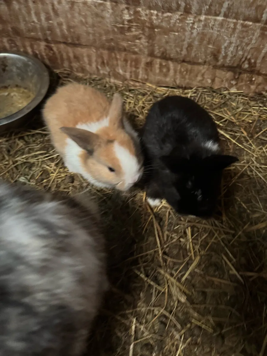 Baby rabbits - Image 2