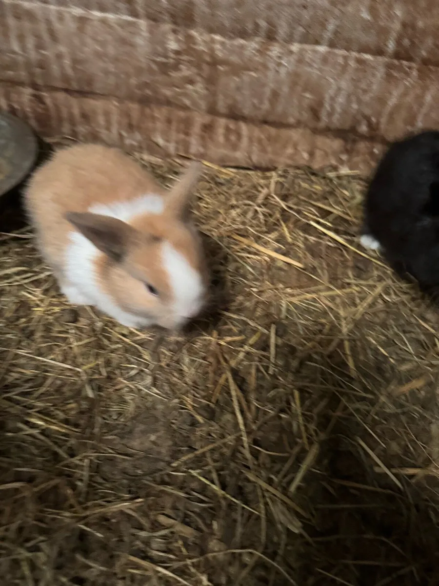 Baby rabbits - Image 3