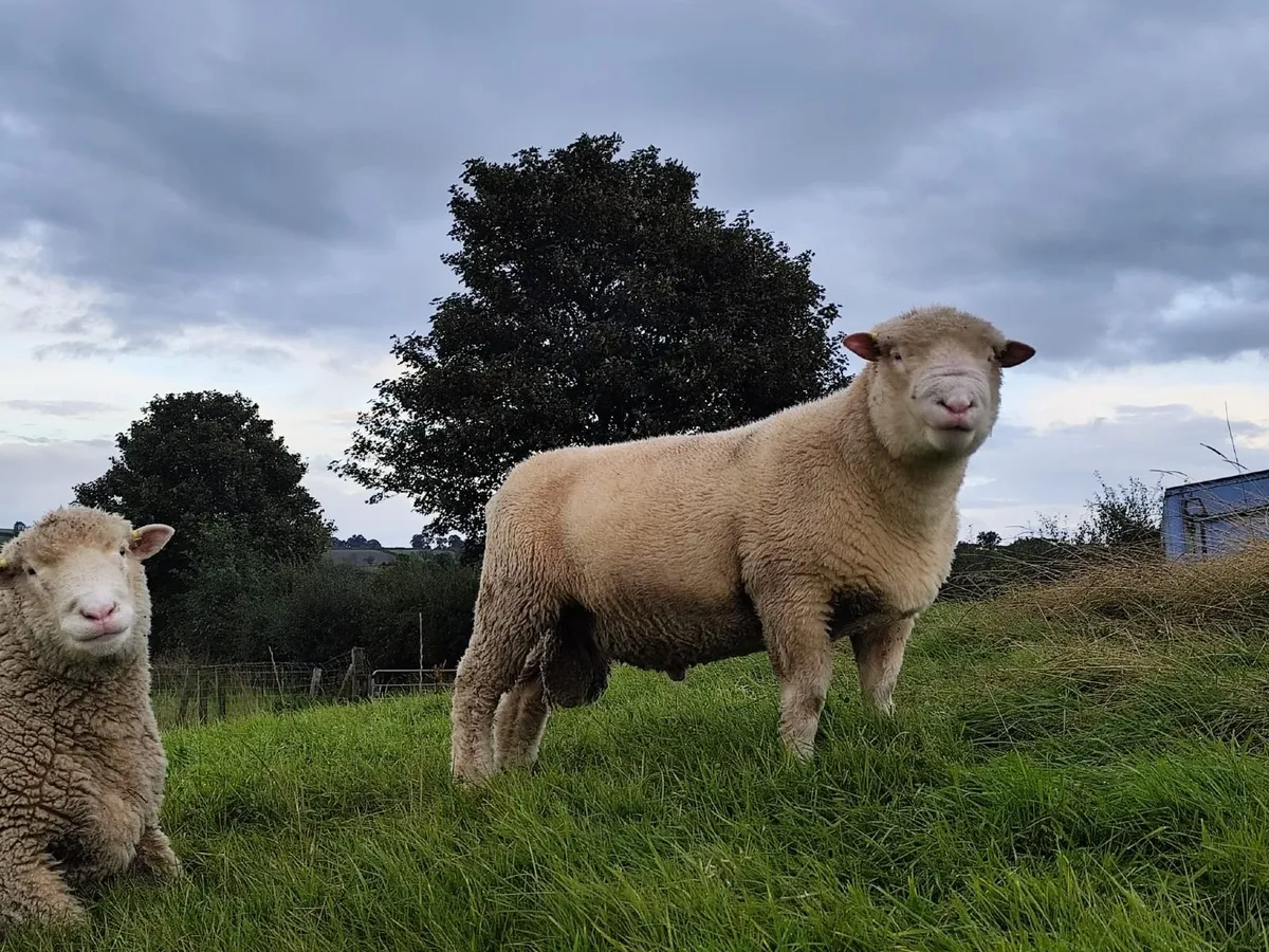 Pedigree Dorset ram - Image 2