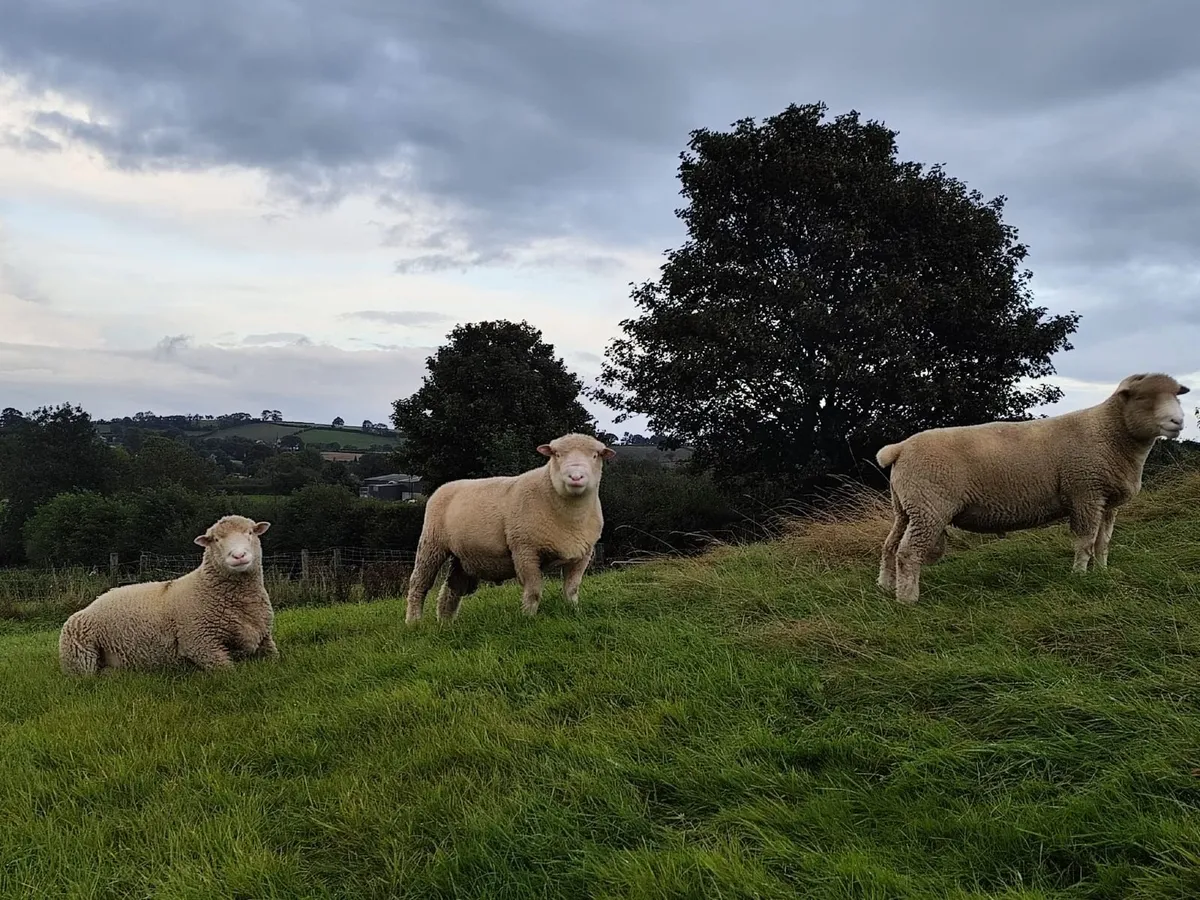 Pedigree Dorset ram - Image 3