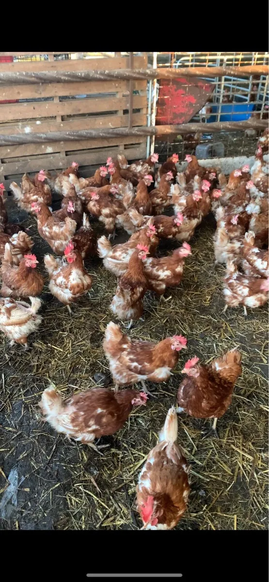 Red hens - Image 1