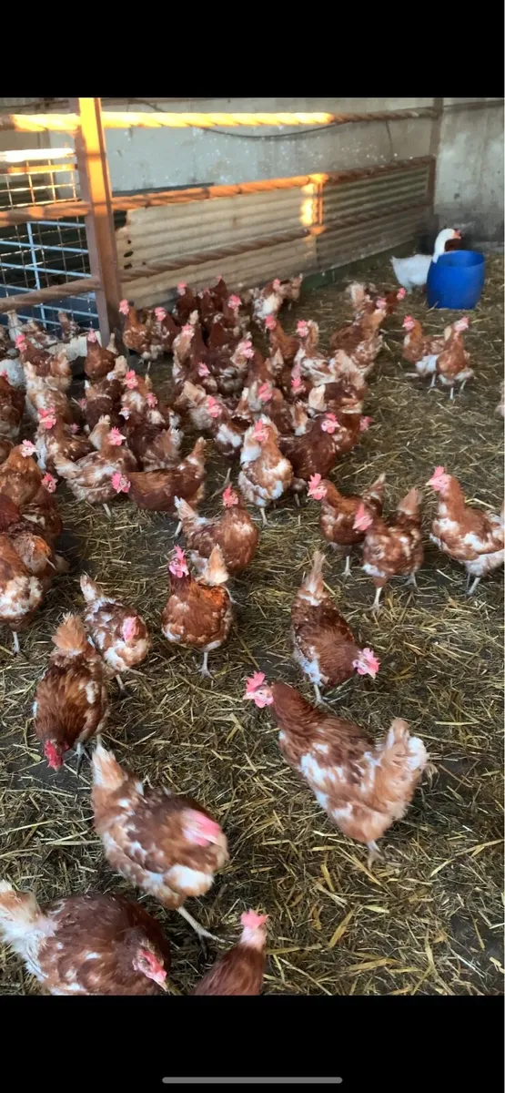 Red hens - Image 2
