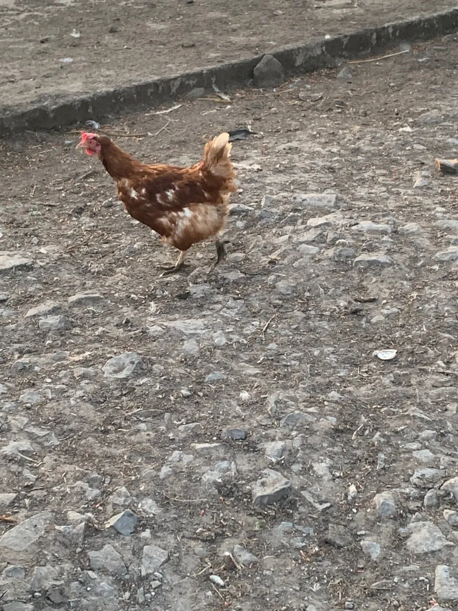 Red hens - Image 3