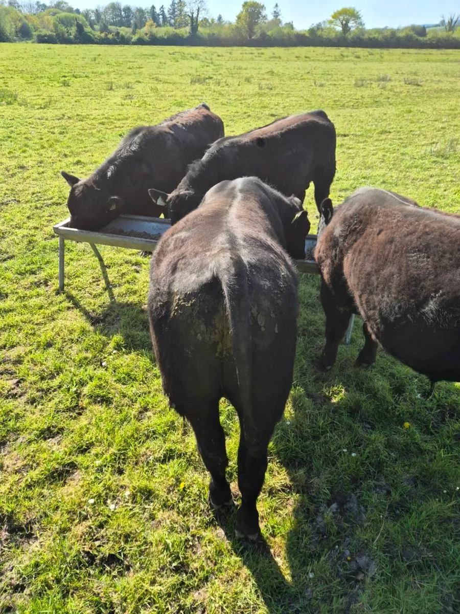 Aberdeen Angus Bull Organic - Image 3