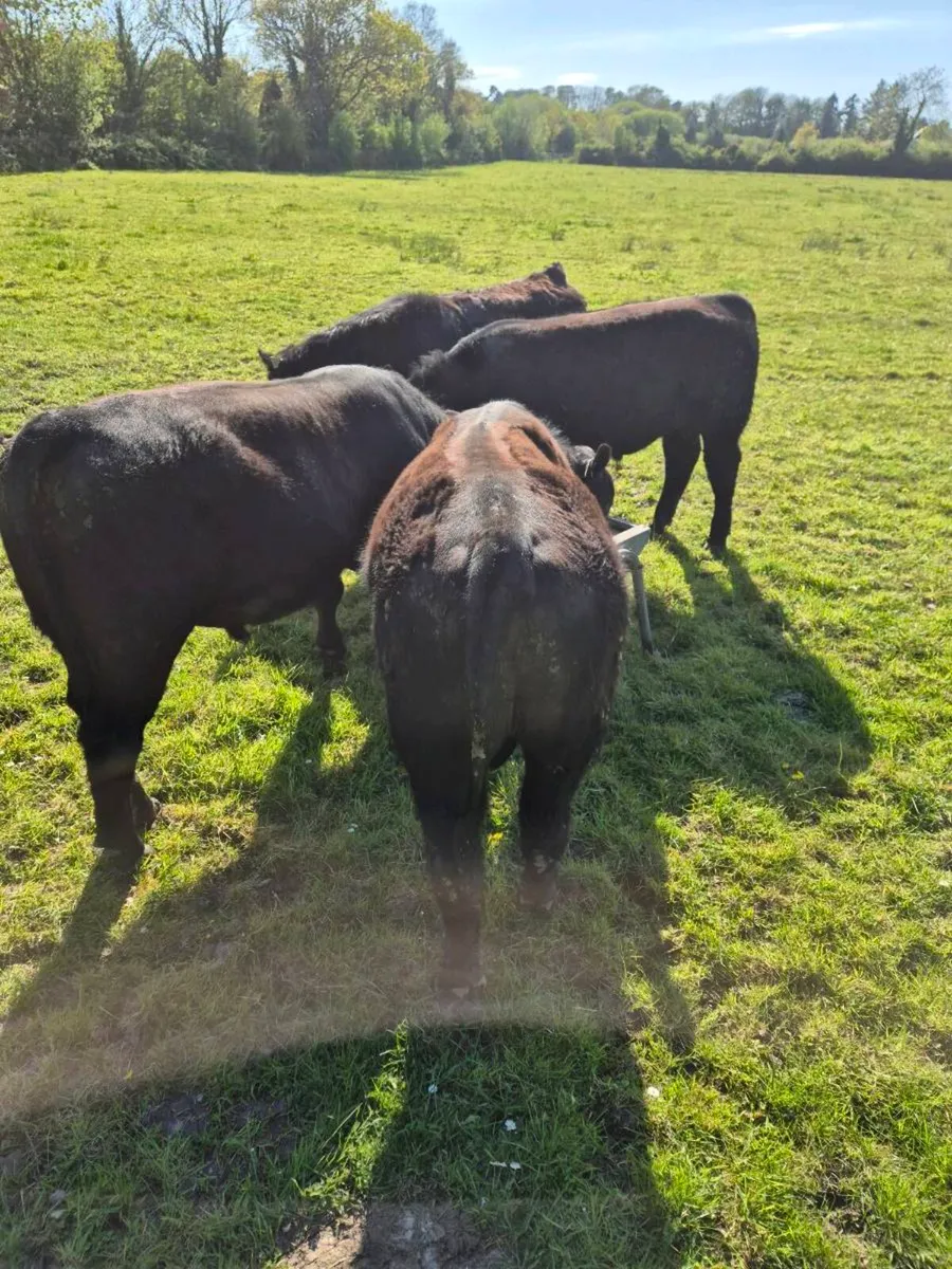 Aberdeen Angus Bull Organic - Image 4
