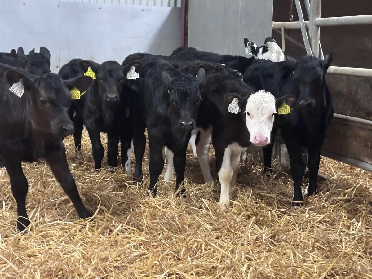 15 strong Hereford & Angus heifer calves for sale - Image 3