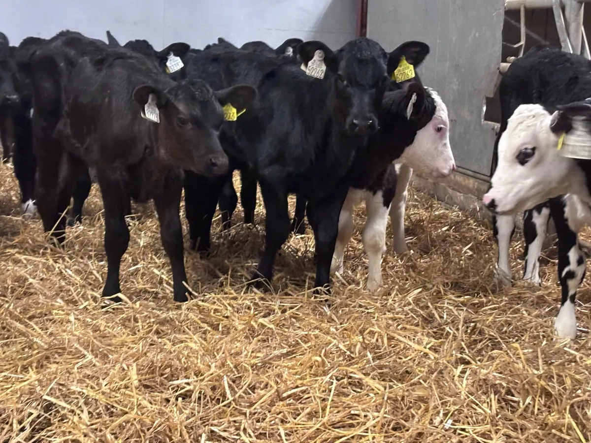 15 strong Hereford & Angus heifer calves for sale - Image 4