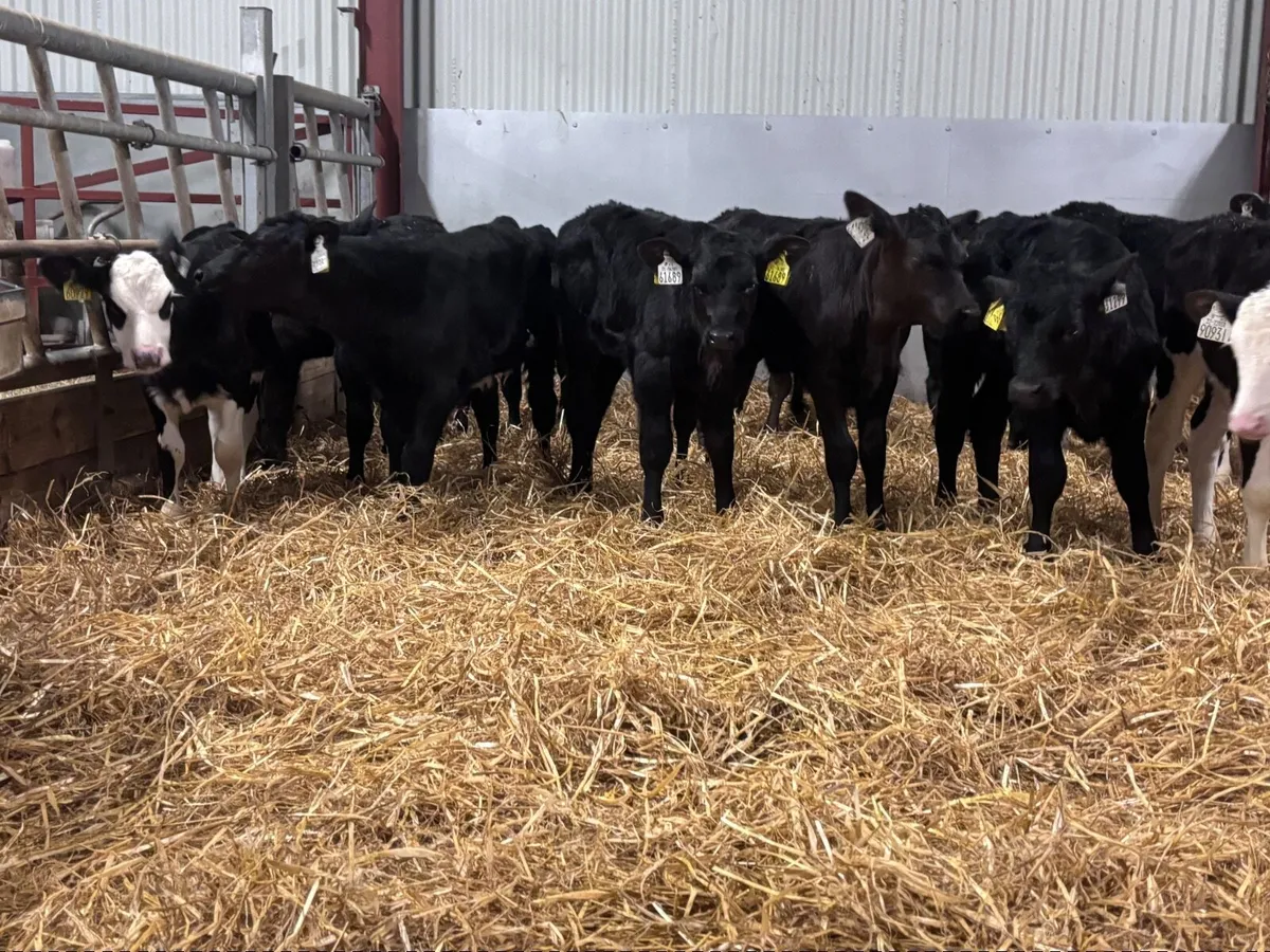 15 strong Hereford & Angus heifer calves for sale - Image 1
