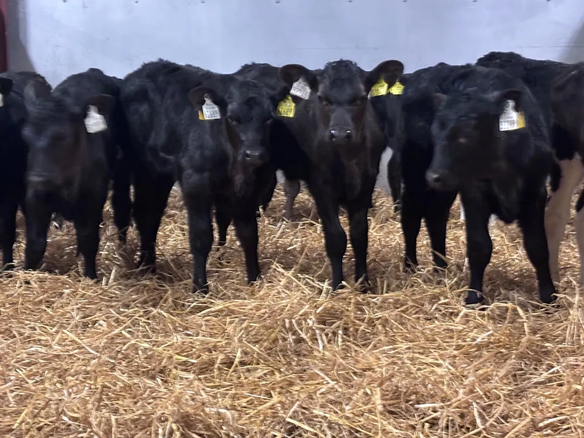 15 strong Hereford & Angus heifer calves for sale - Image 2