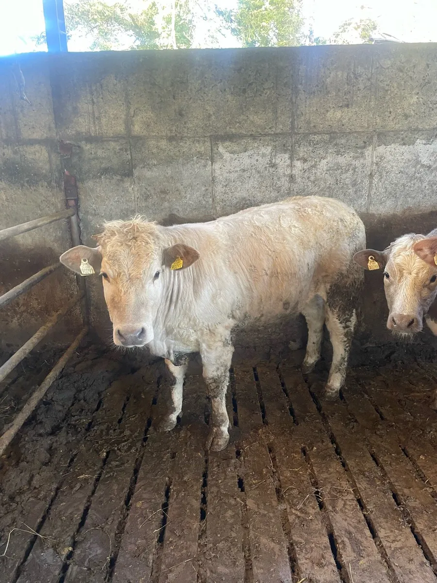 Breeding heifer - Image 1