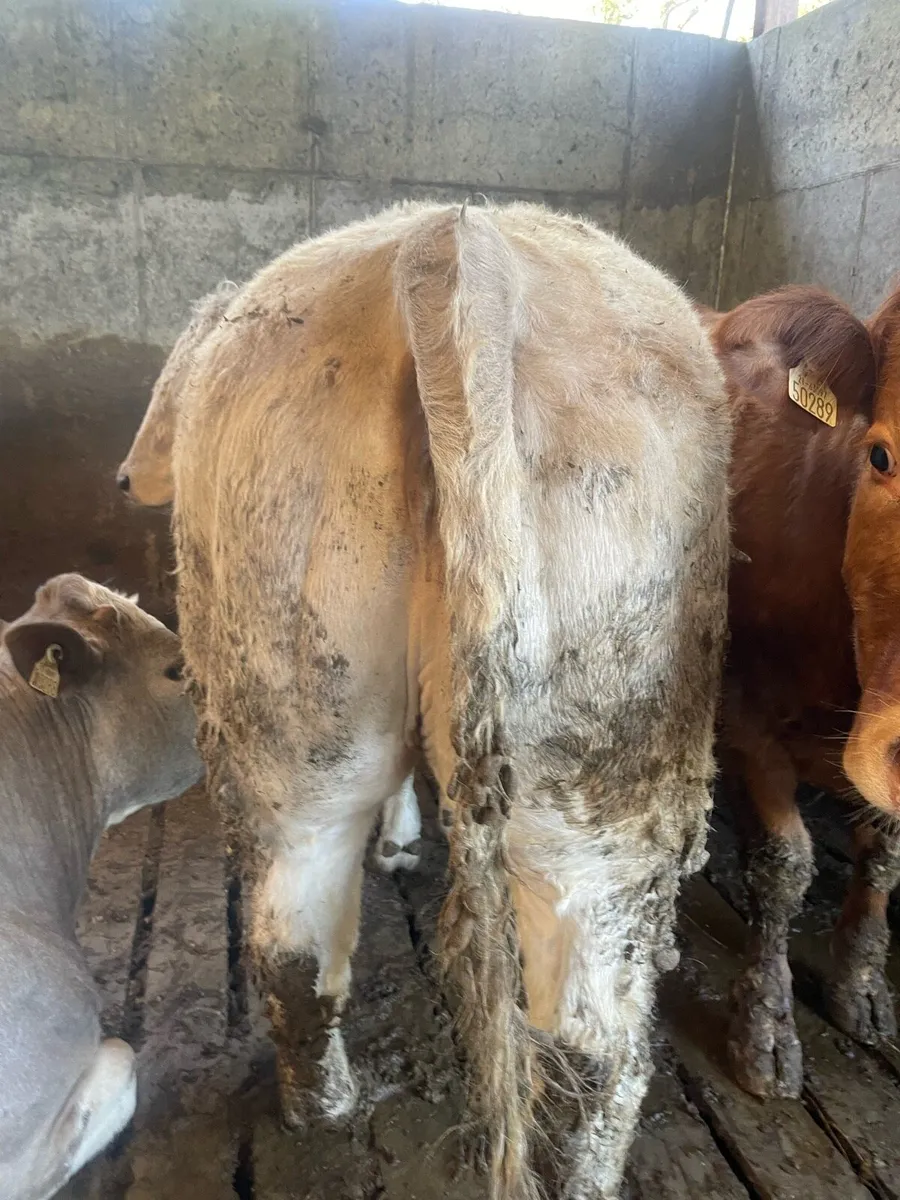 Breeding heifer - Image 2