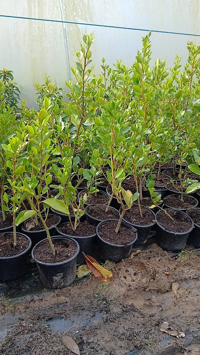 Griselinia hedging 2ft €2.50