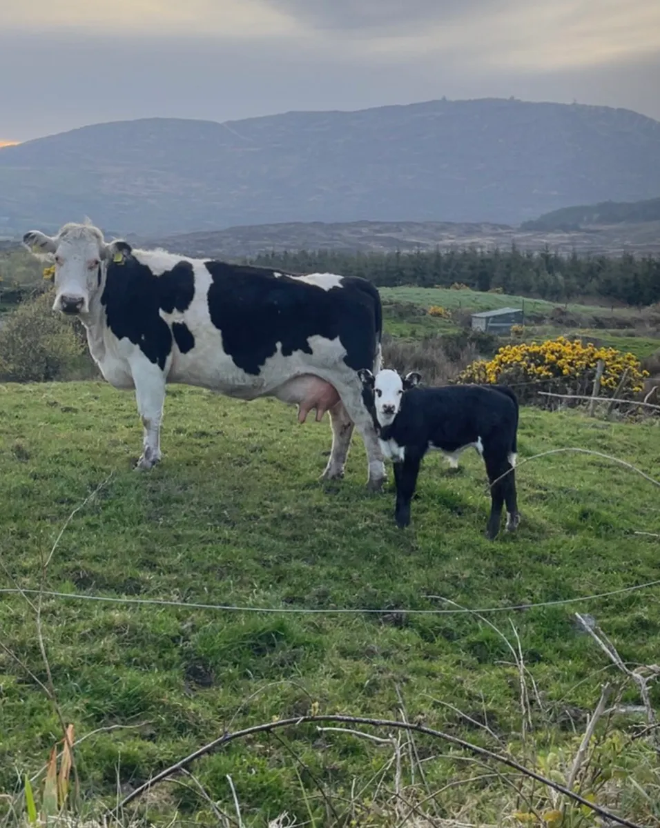 ⭐️ suckler ⭐️ - Image 1