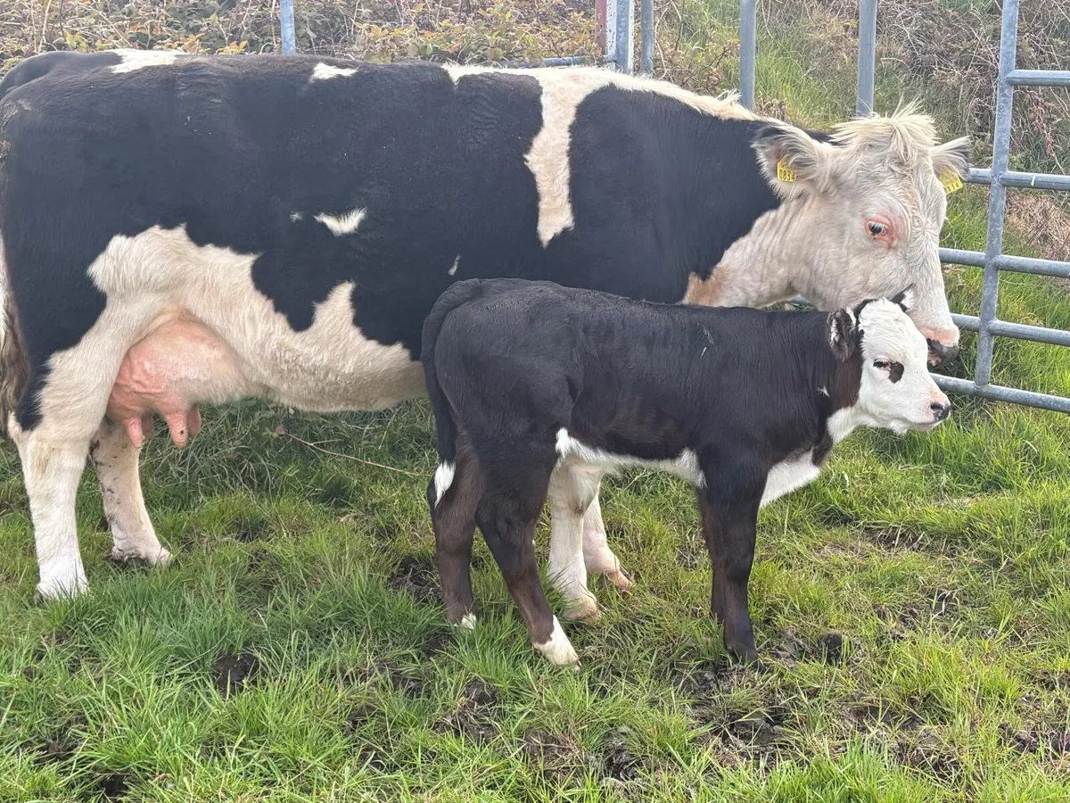 ⭐️ suckler ⭐️ - Image 2