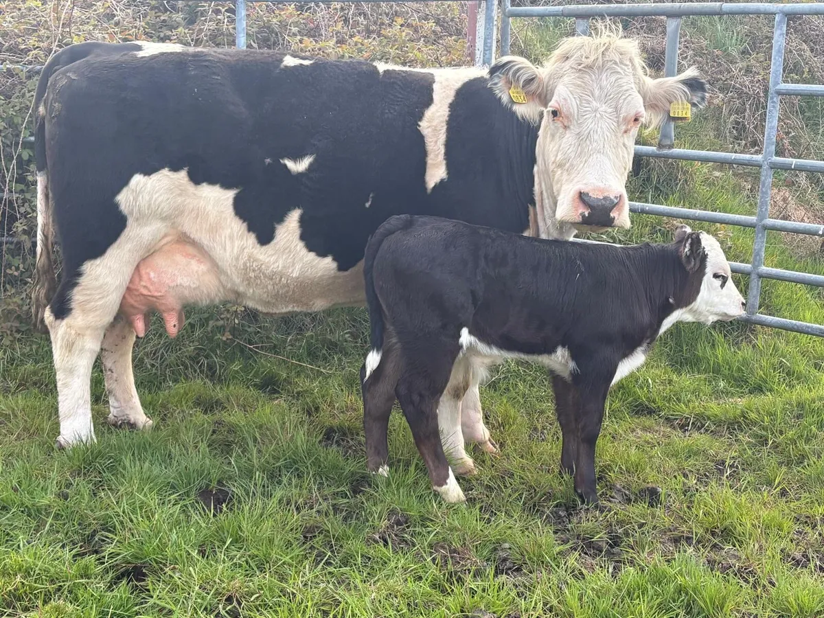 ⭐️ suckler ⭐️ - Image 3