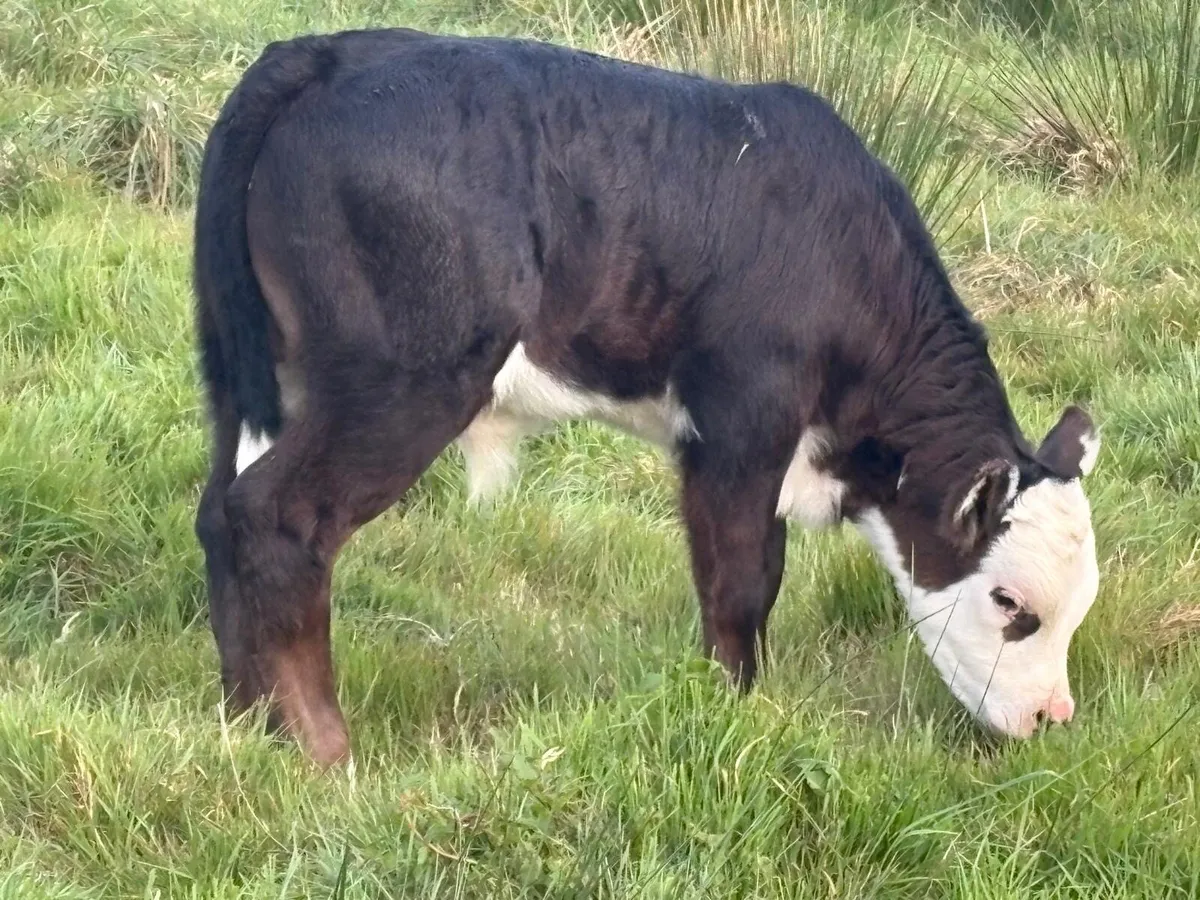 ⭐️ suckler ⭐️ - Image 4