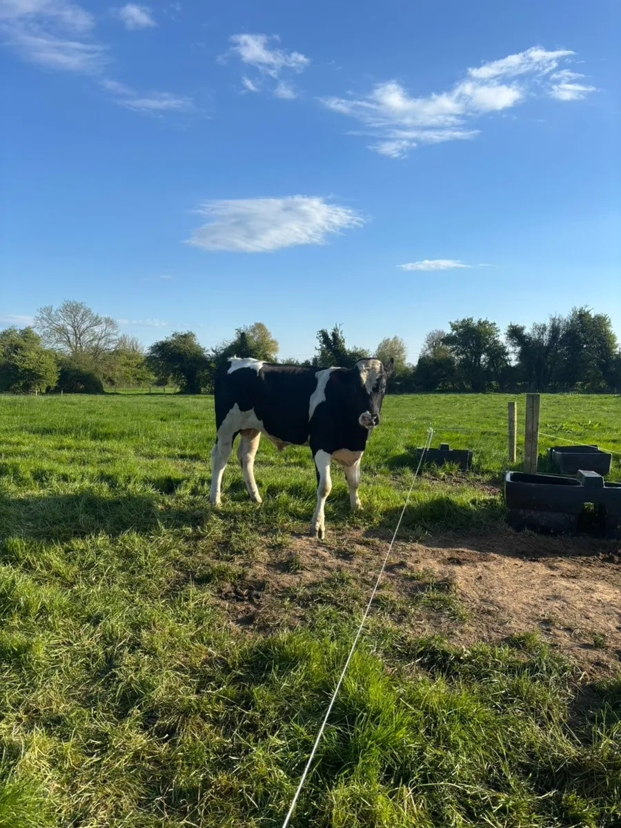 Pedigree friesian bull - Image 2