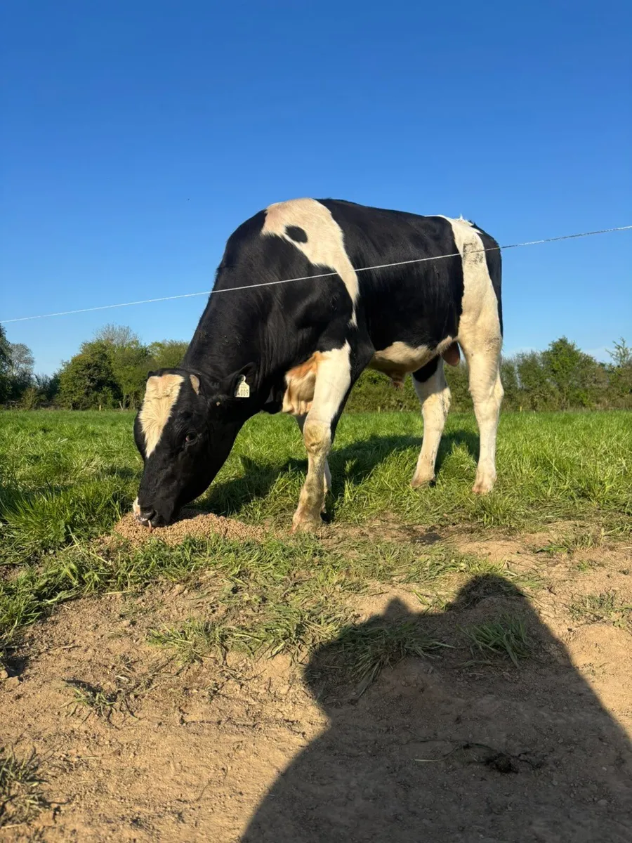 Pedigree friesian bull - Image 1