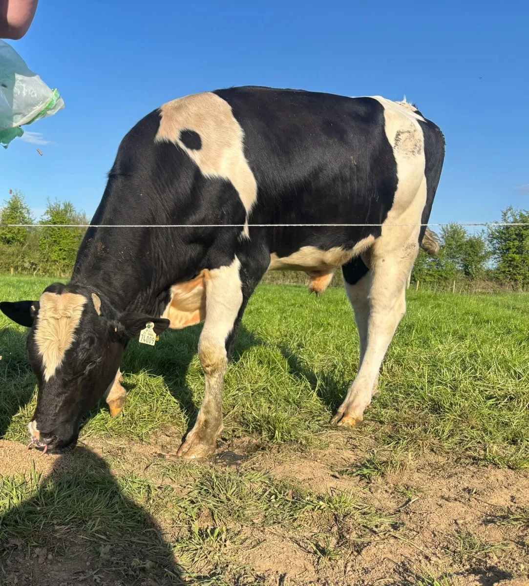 Pedigree friesian bull - Image 3