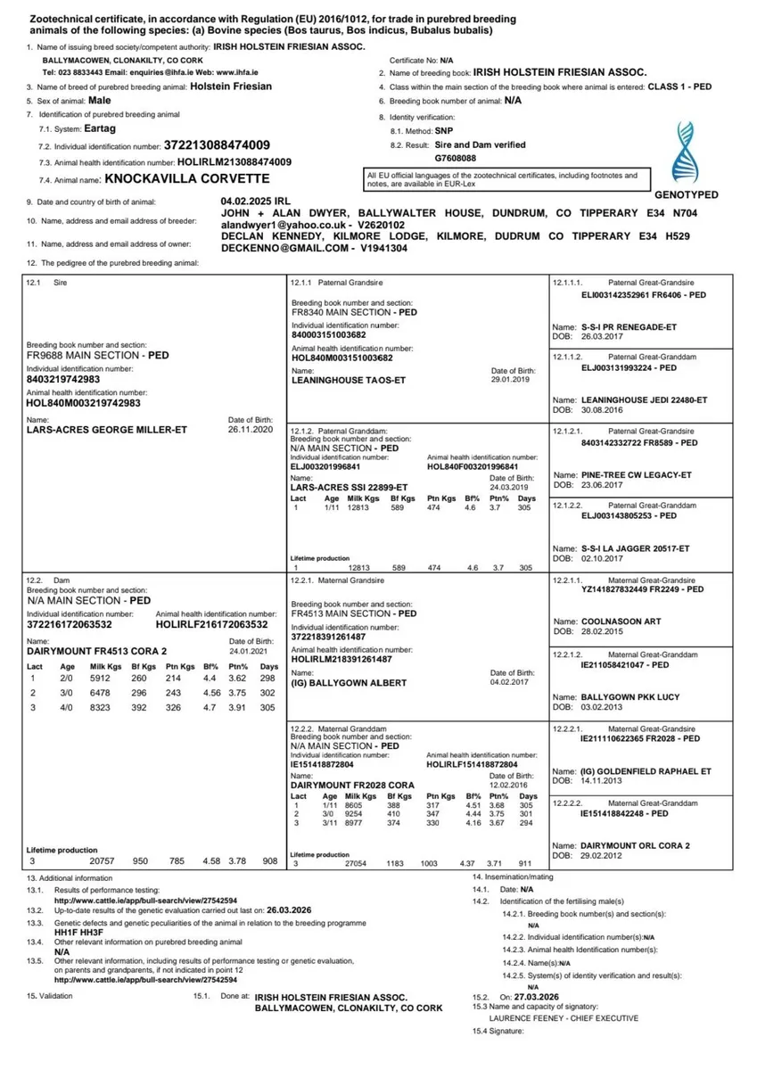 Pedigree friesian bull - Image 4
