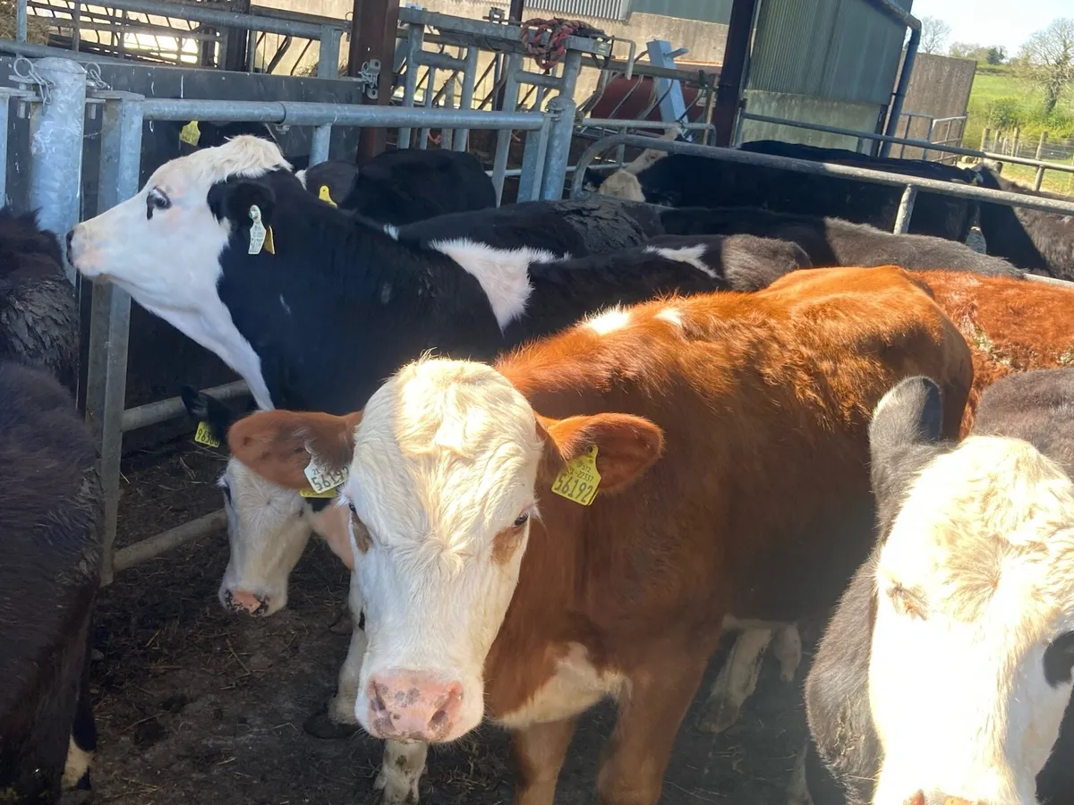 Hereford Yearling Bullocks - Image 4
